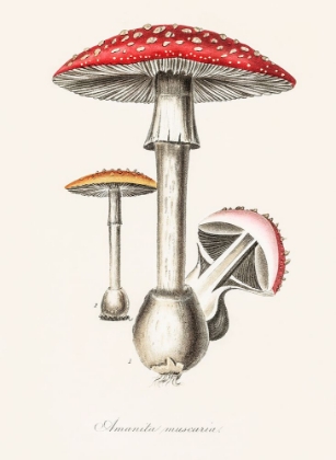 Picture of AMANITA MUSCARIA