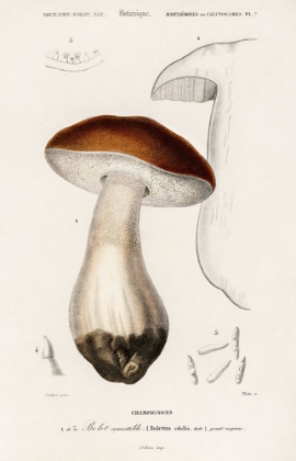 Picture of CHAMPIGNON