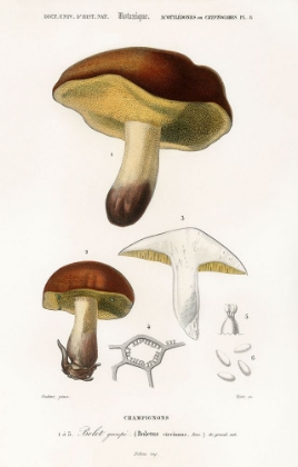 Picture of CHAMPIGNONS