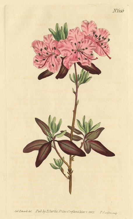 Picture of DOTTED LEAVED RHODODENDRON