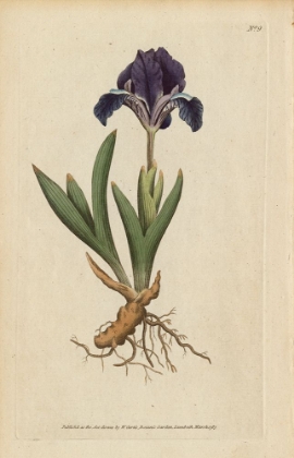 Picture of DWARF IRIS