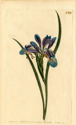 Picture of IRIS GRAMINEA