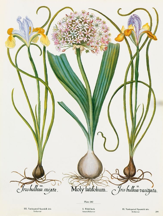 Picture of IRIS AND ALLIUM