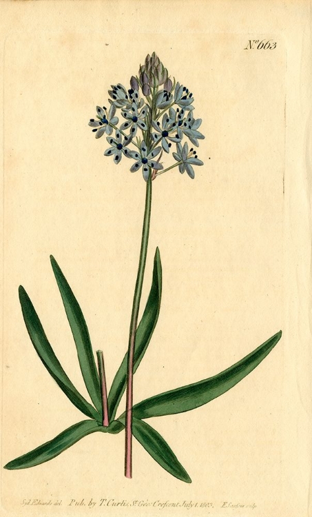 Picture of ITALIAN SQUILL