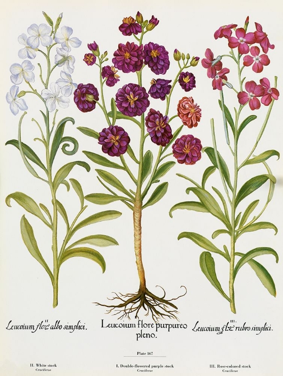 Picture of LEUCOIUM FLORE