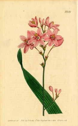 Picture of SALVER-FLOWERED IXIA