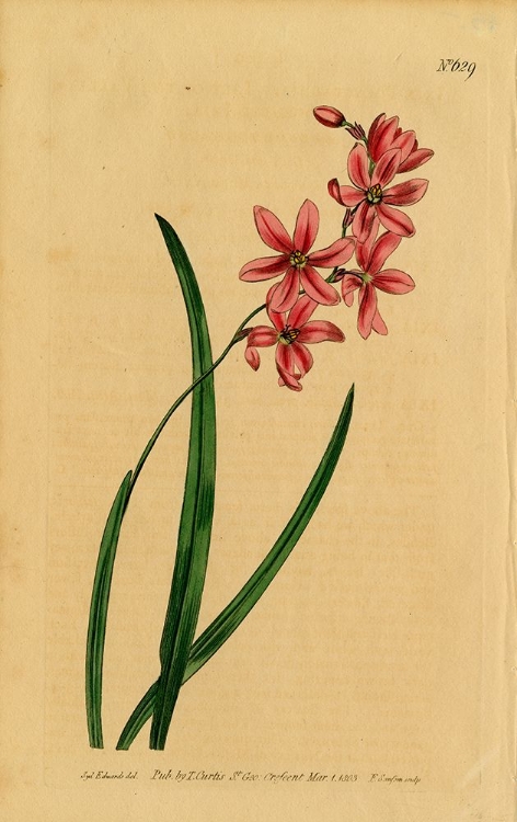 Picture of SCENTED IXIA