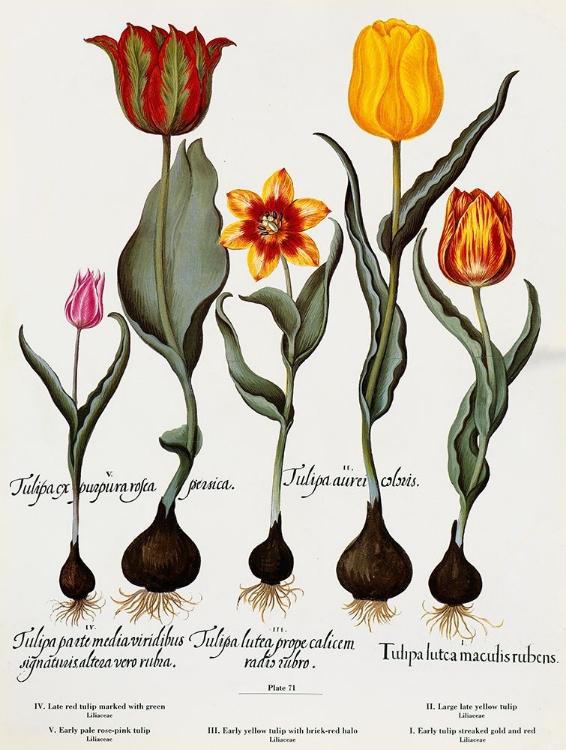 Picture of TULIPS