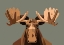 Picture of STARING MOOSE