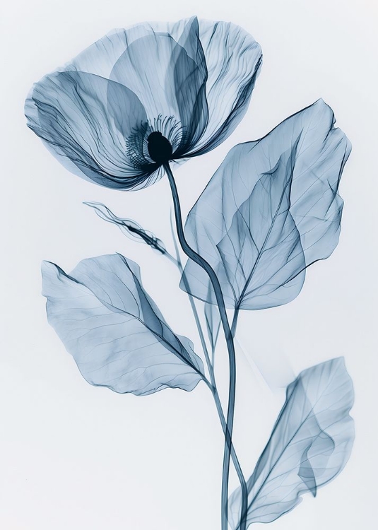 Picture of X-RAYED FLOWER