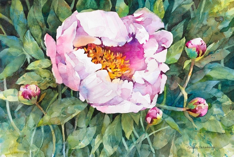 Picture of THE PLEASURE OF PEONIES