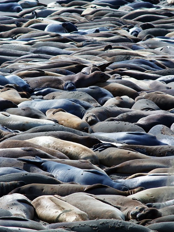 Picture of SEALS