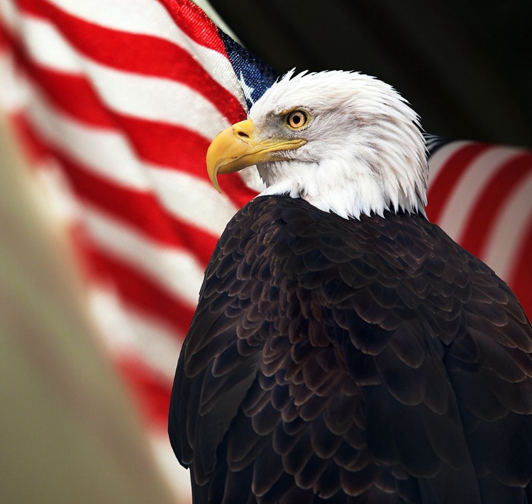 Picture of BALD EAGLE AND US FLAG