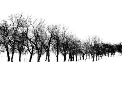 Picture of ROW OF TREES IN SNOW