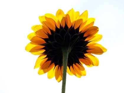 Picture of SUNFLOWER FROM BEHIND