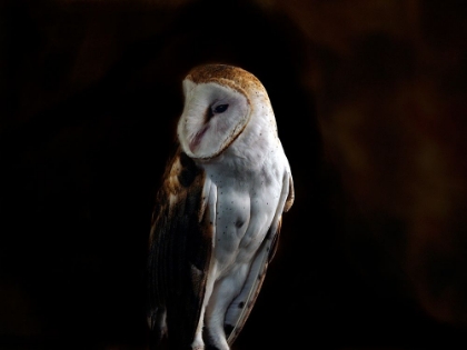 Picture of BARN OWL COPY