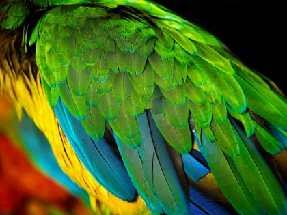 Picture of PARAKEET