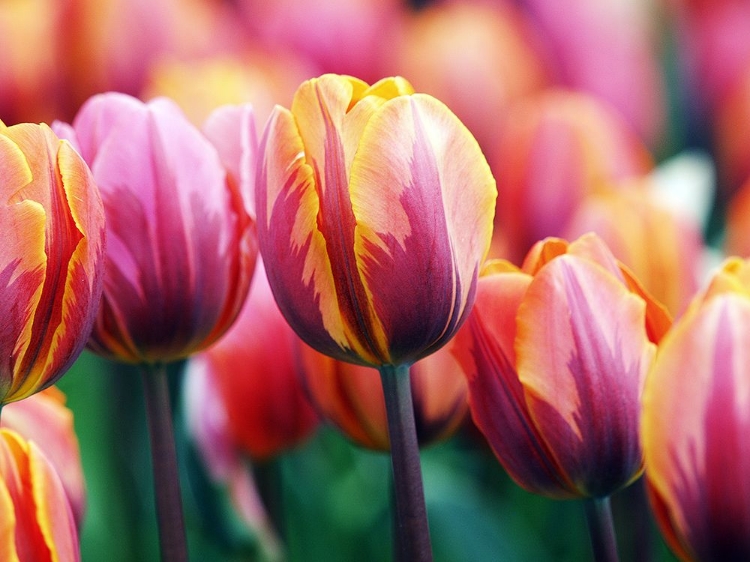 Picture of BIG LOVE TULIPS