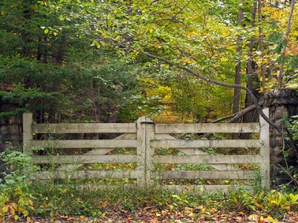 Picture of GATE AND COUNTRY PATH