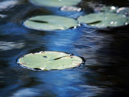 Picture of LEAVES IN WATER