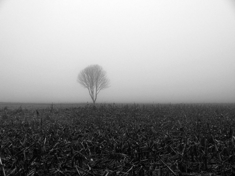 Picture of TREE IN FOG 1