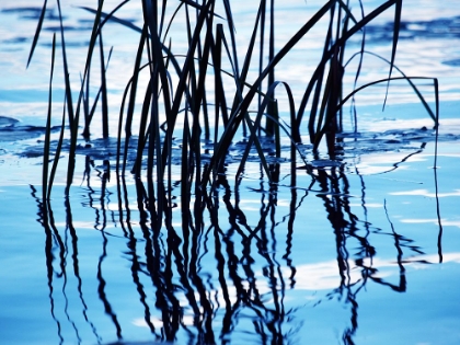 Picture of WEEDS IN WATER PETRIE ISLAND