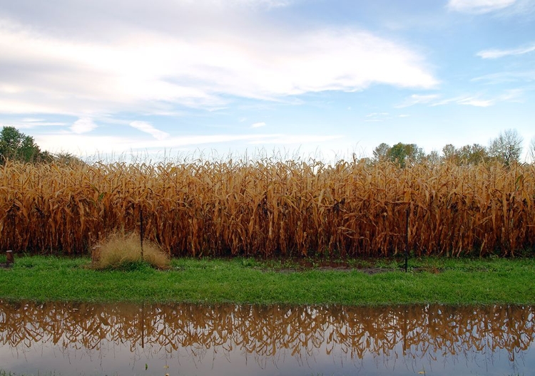 Picture of CORN FIELD KARS