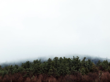 Picture of FIELD IN MIST