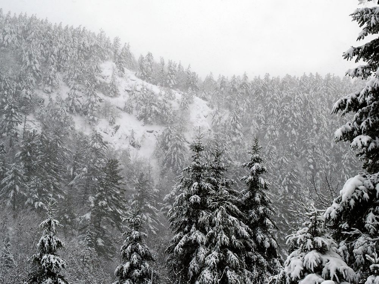 Picture of GATINEAU IN SNOW