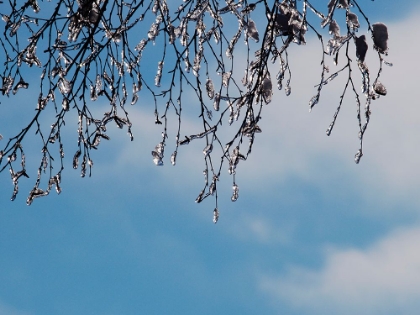 Picture of ICE ON BRANCHES