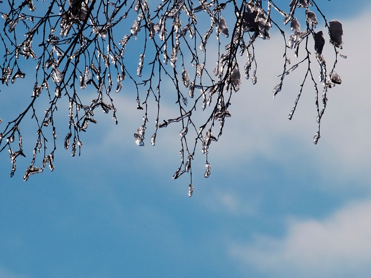 Picture of ICE ON BRANCHES