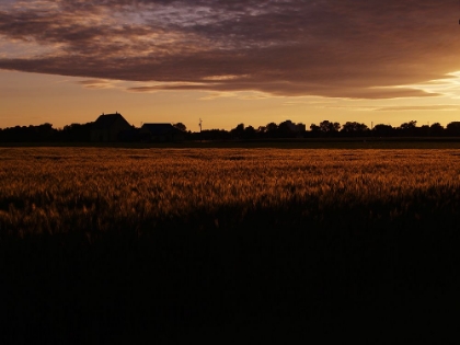 Picture of SUNSET OVER WHEAT FIELD, AGICAN