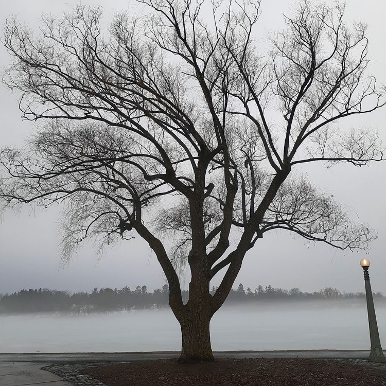 Picture of TREE IN FOG II