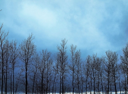 Picture of TREES AND OVERCAST SKY