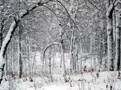 Picture of TREES IN SNOW