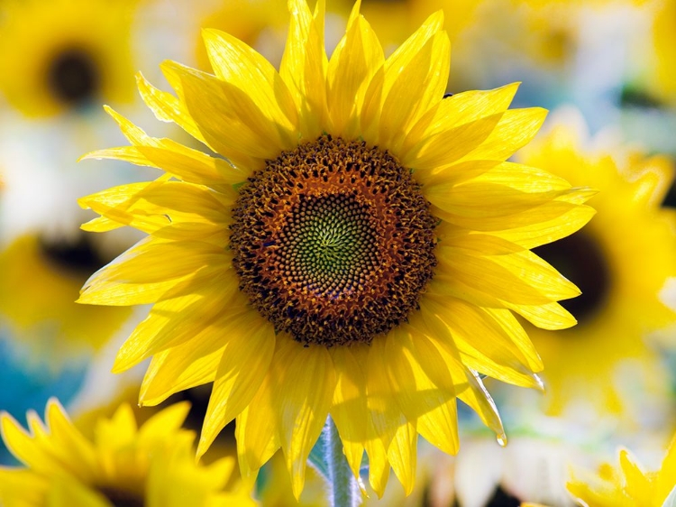 Picture of SUNFLOWER