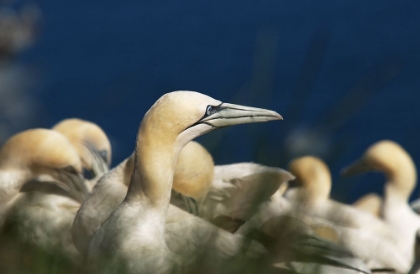 Picture of GANNET 12