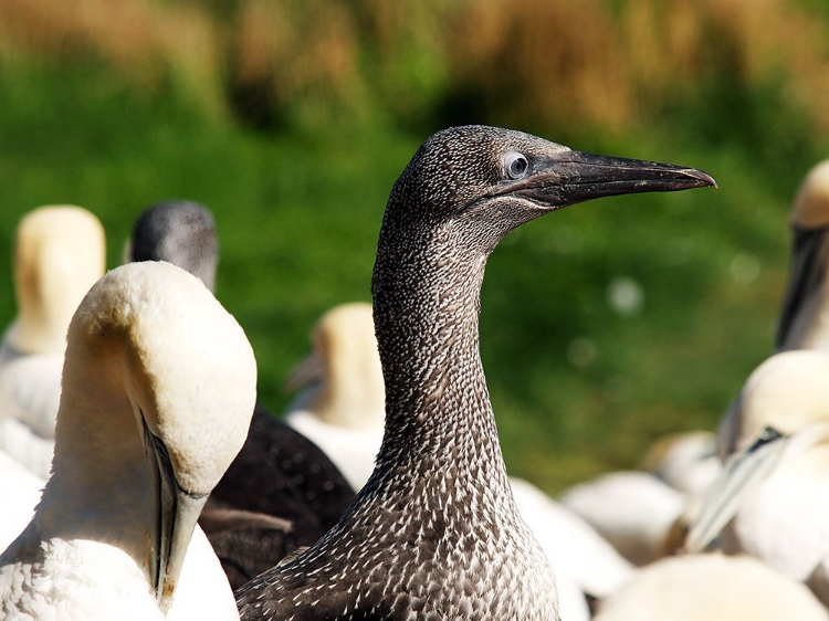 Picture of GANNET CHICK