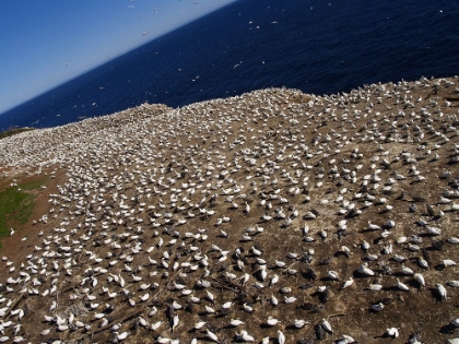 Picture of GANNETS 8 BONAVENTURE ISLAND