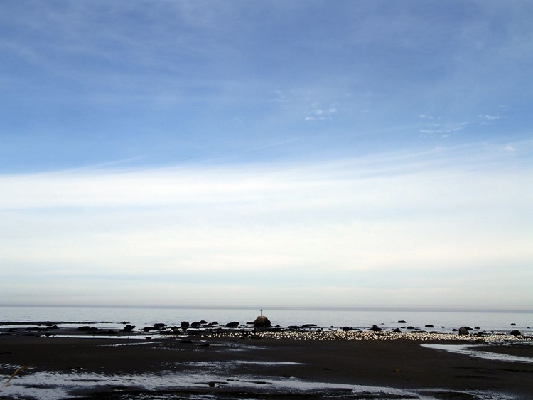 Picture of GULLS AND BEACH