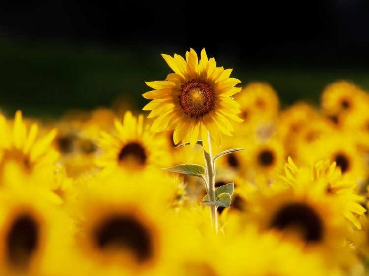 Picture of SUNFLOWER OTTAWA