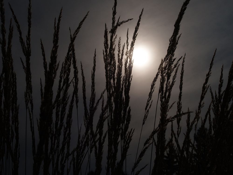 Picture of SUNSET ON WHEAT