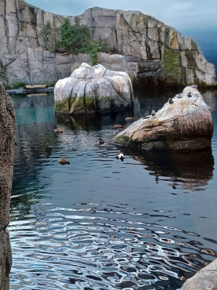 Picture of DUCKS AND AQUATIC BIRDS