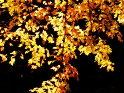 Picture of FALL LEAVES 1