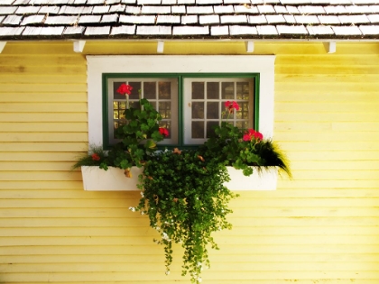 Picture of FLOWER POT IN WINDOW