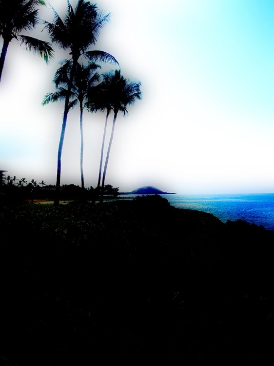 Picture of MAUI SOFT FOCUS