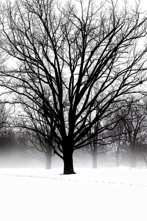 Picture of HIGH CONTRAST TREE IN WINTER