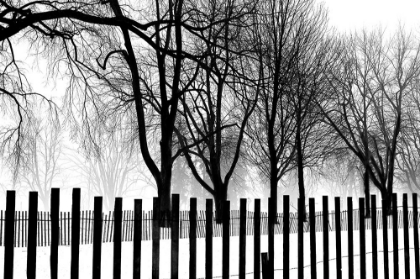 Picture of HIGH CONTRAST TREES IN WINTER