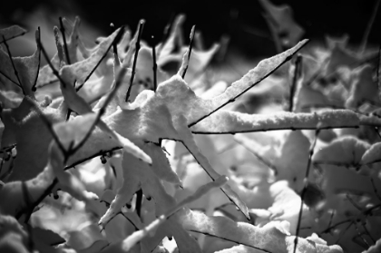 Picture of SNOW ON BRANCHES 2