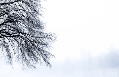 Picture of TREE BRANCHES IN WINTER